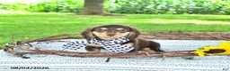 Miniature Dachshund dogs for sale: Sarge - Ad 1