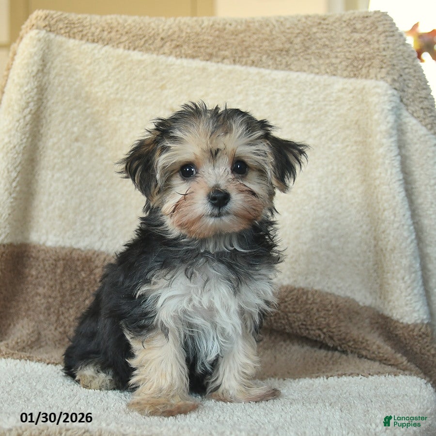 Morkie dogs Teeny - Ad 2
