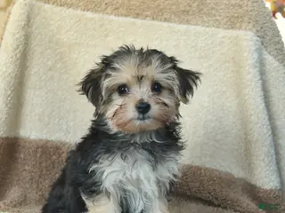 Morkie dogs Teeny - Ad 2