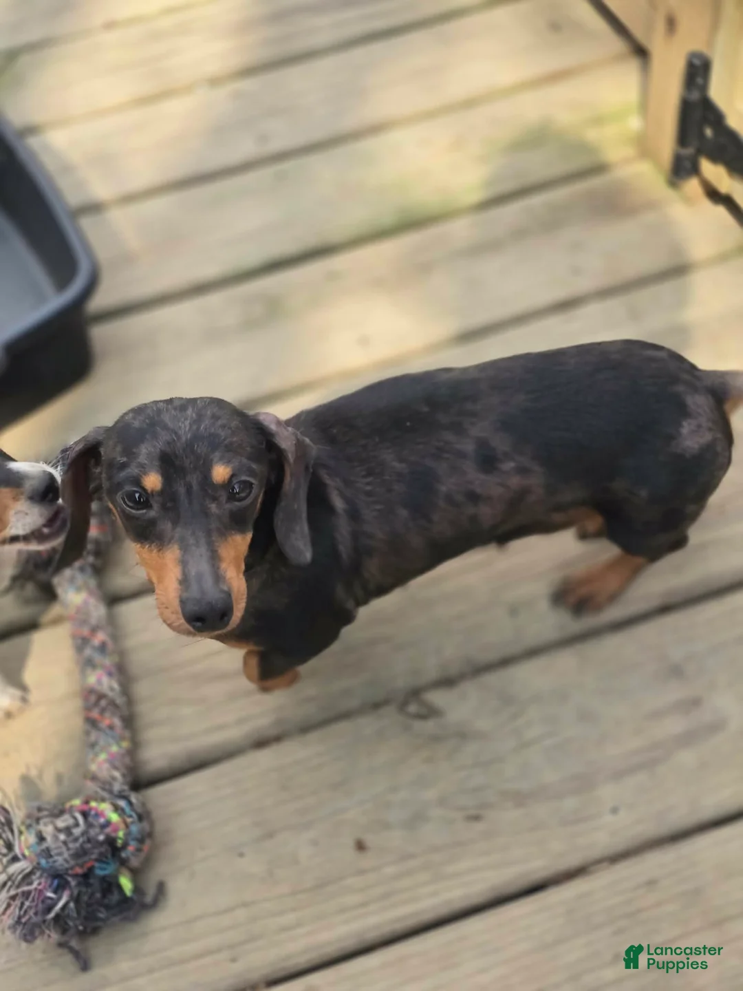 Miniature Dachshund dogs for sale: Walter - Ad 3