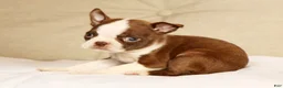 Boston Terrier dogs for sale: Peanut - Ad 6