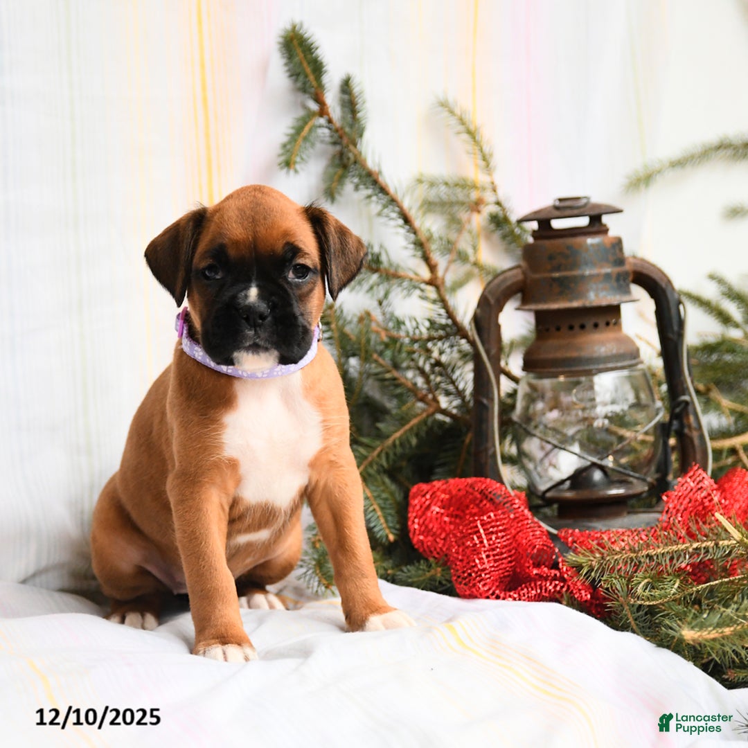 Boxer dogs for sale: Tinsel - Ad 5