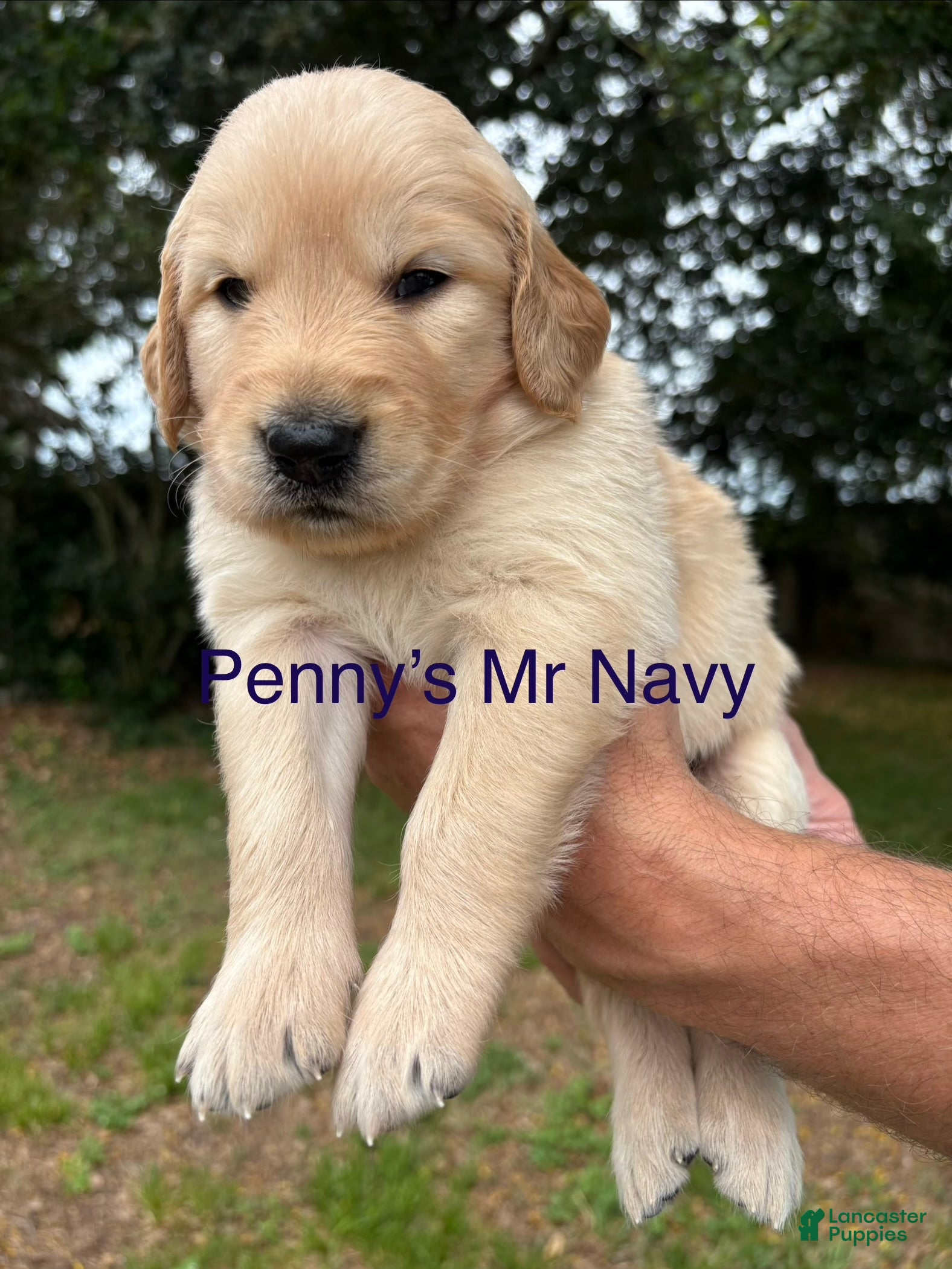 Golden Retriever dogs Penny’s Mr. Navy - Ad 29