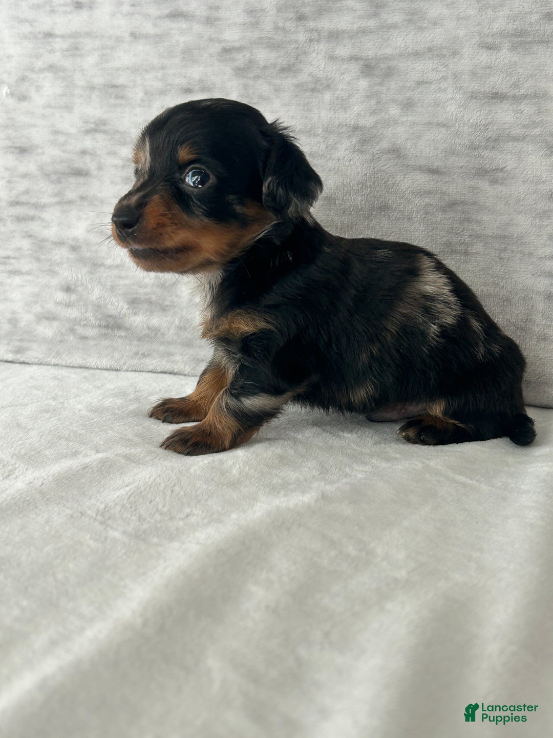 Miniature Dachshund dogs for sale: Wynston the Miniature Dachshund. - Ad 8