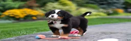 Bernese Mountain Dog dogs for sale: Bentley - Ad 8