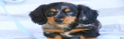 Miniature Dachshund dogs for sale: Jack Miniature Dachshund  - Ad 5