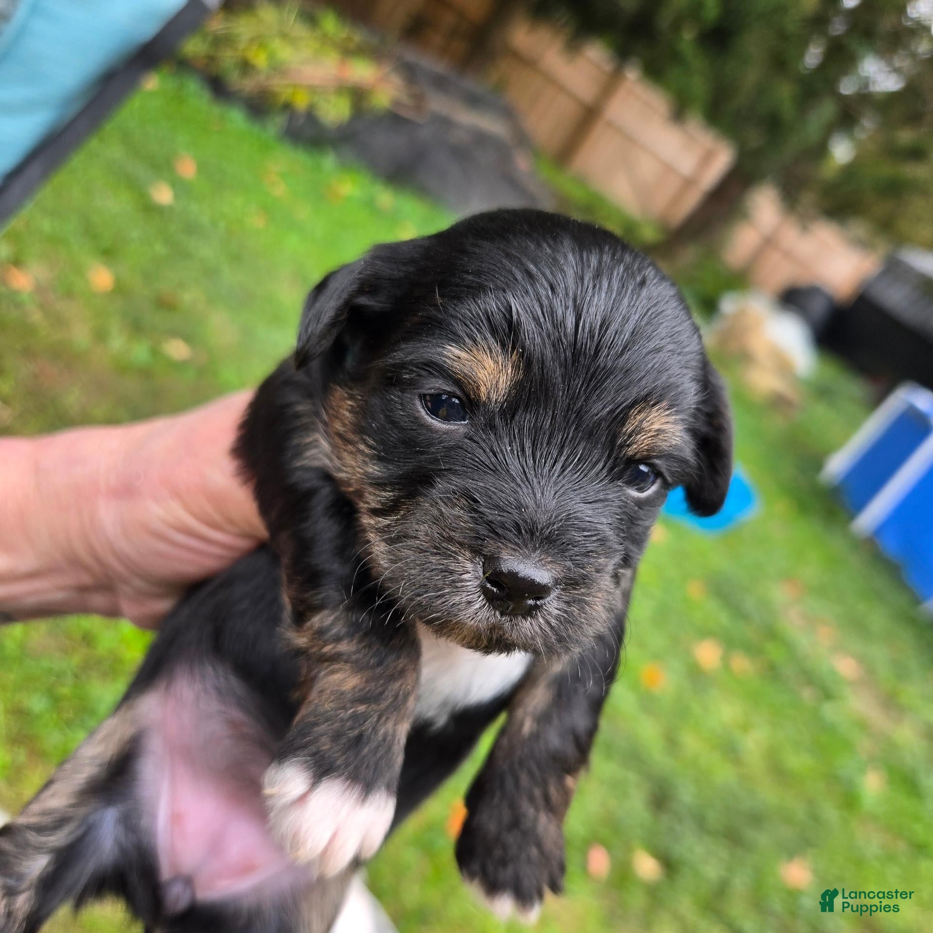 Morkie dogs Tippys - Ad 1