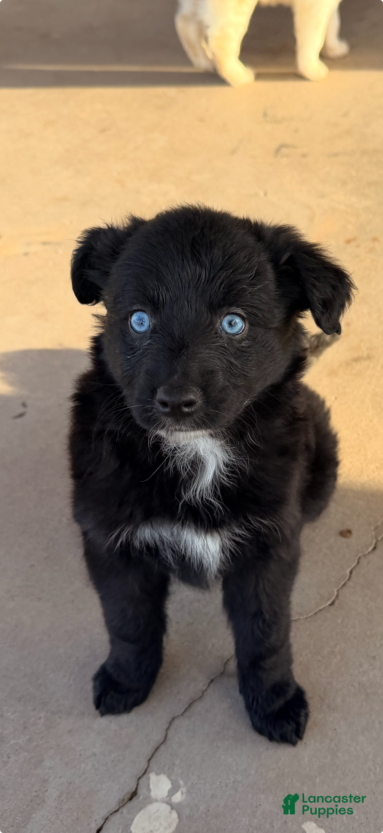 Mixed Breed dogs Cane - Ad 35