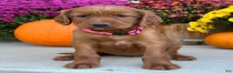 Irish Setter dogs for sale: Sadie - Ad 10