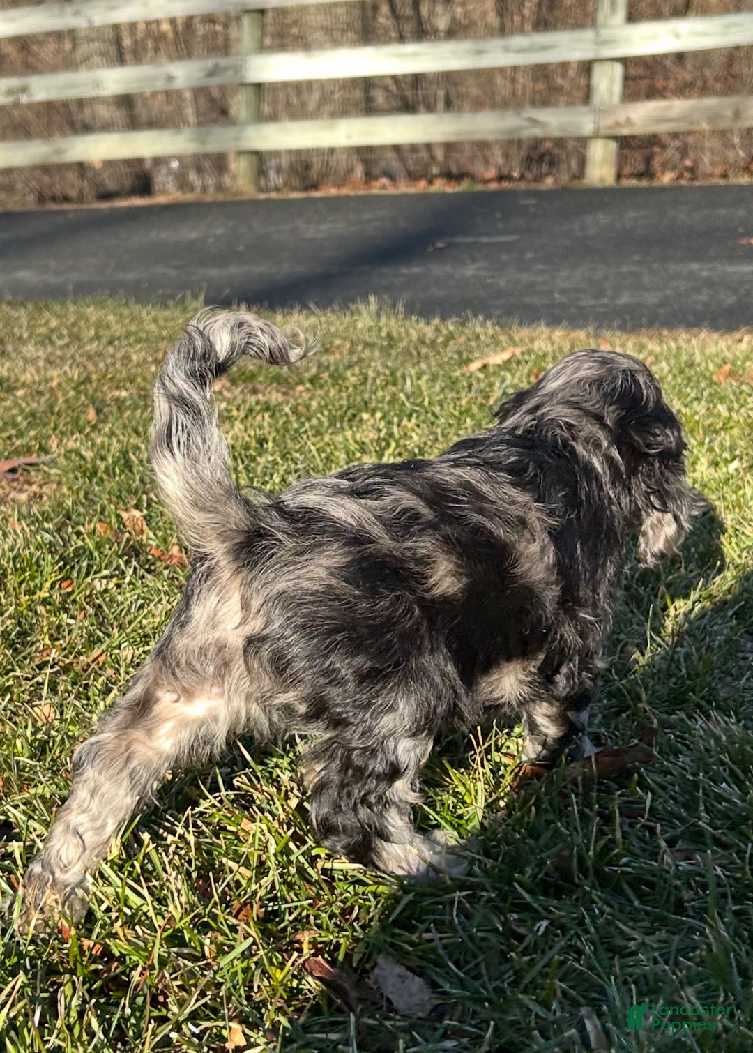 Cockapoo dogs for sale: Volt - Ad 2