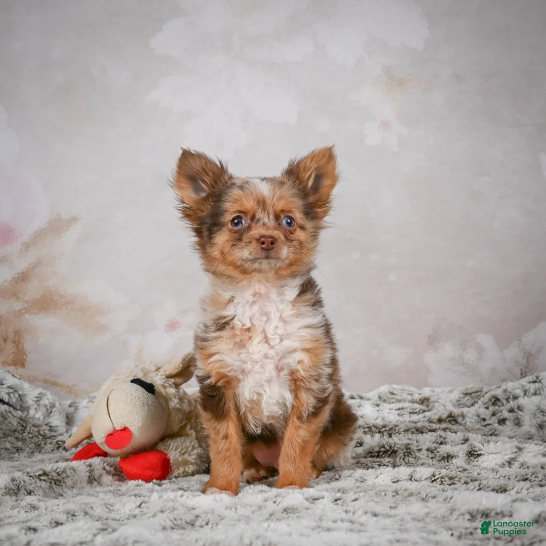 Chihuahua dogs for sale: Rolex - Ad 8