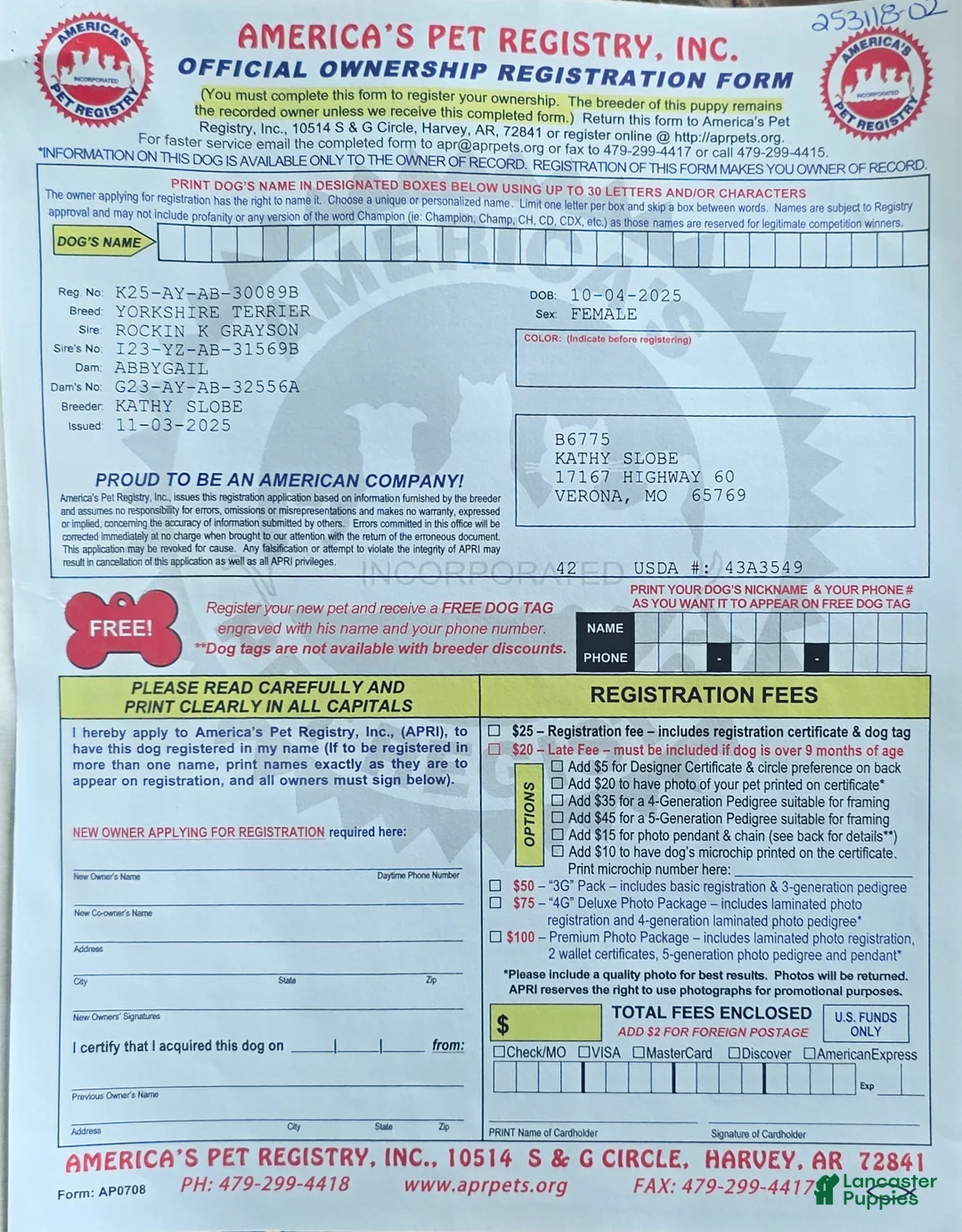 Yorkshire Terrier dogs for sale: Yorkshire Terrier Puppy 2 - Ad 7