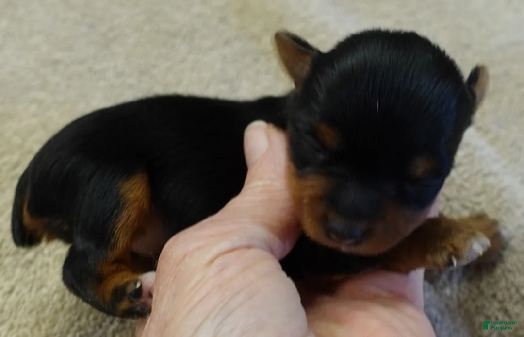 Yorkshire Terrier dogs for sale: Blossom - Ad 7
