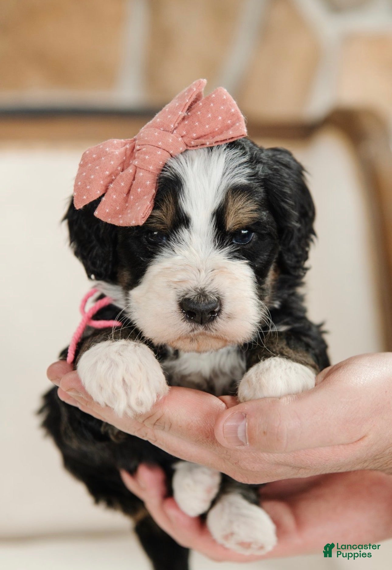 Bernedoodle dogs Hera - Ad 37
