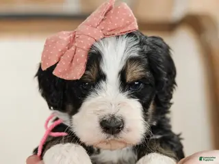 Bernedoodle dogs Hera - Ad 37