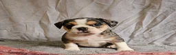 Mixed Breed dogs for sale: Exotic Merle Freelance Bulldog - Ad 5