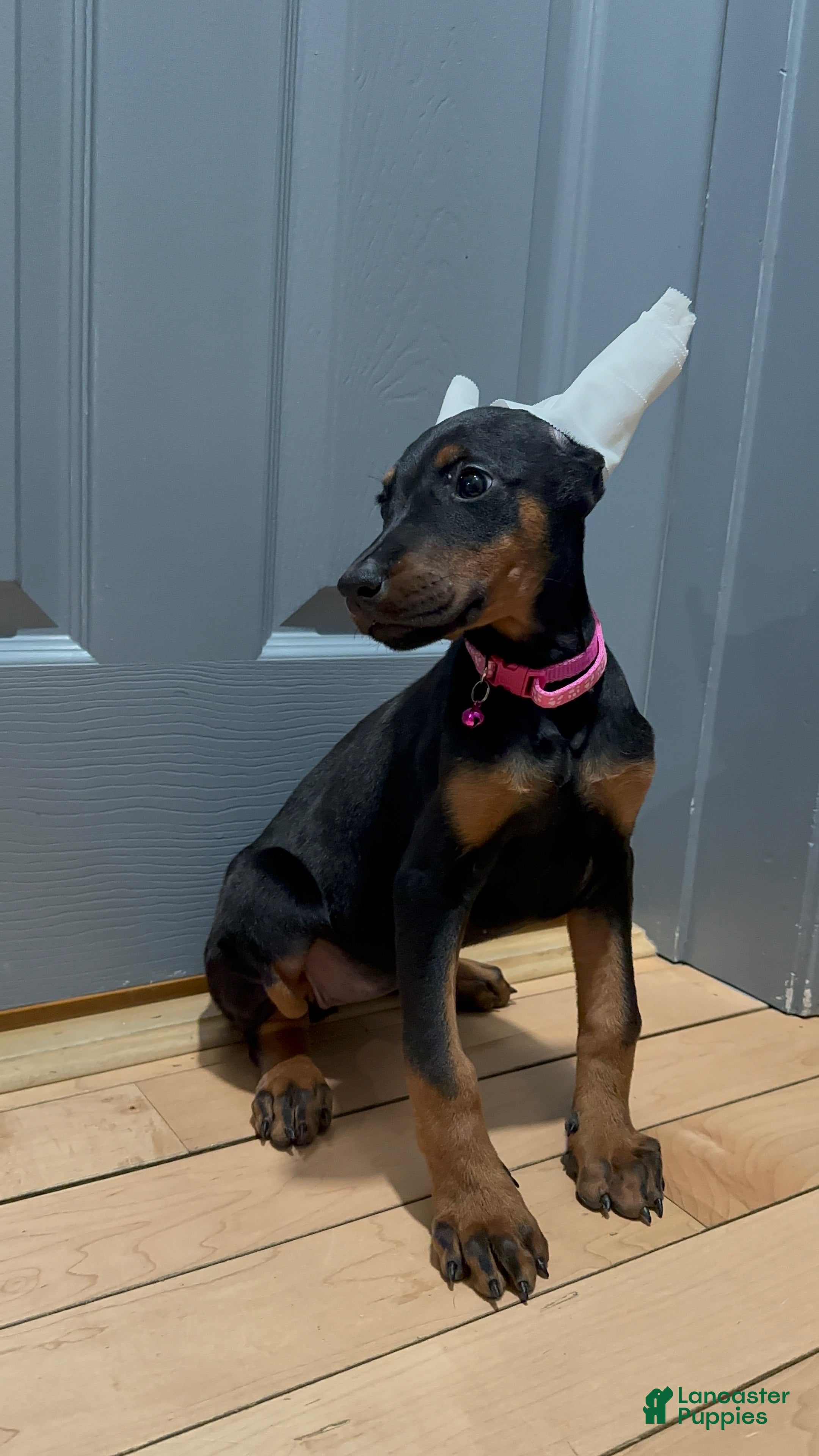 Doberman Pinscher dogs Doberman Pinscher Puppy 6 - Ad 1