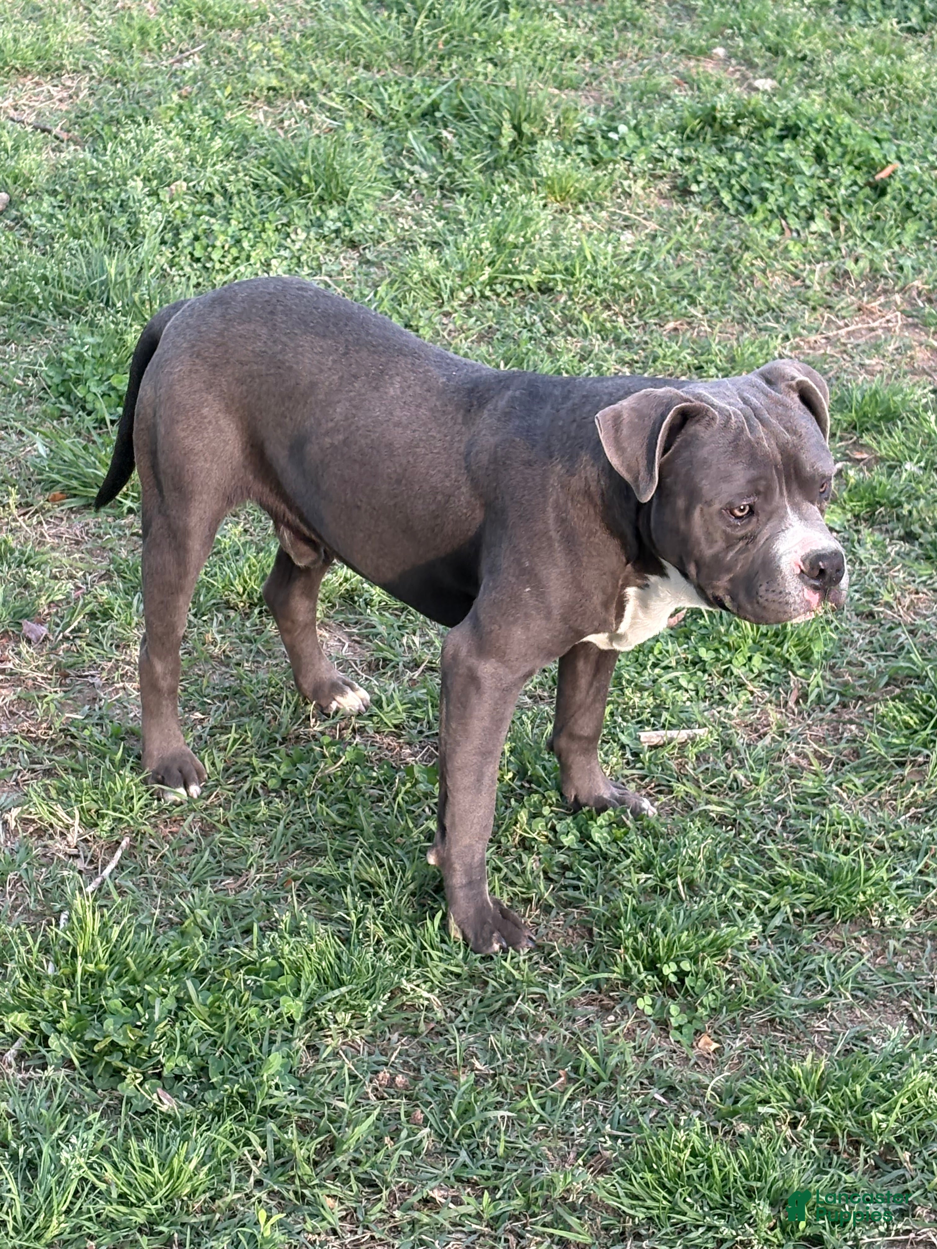 Mixed Breed dogs Bleu - Ad 1