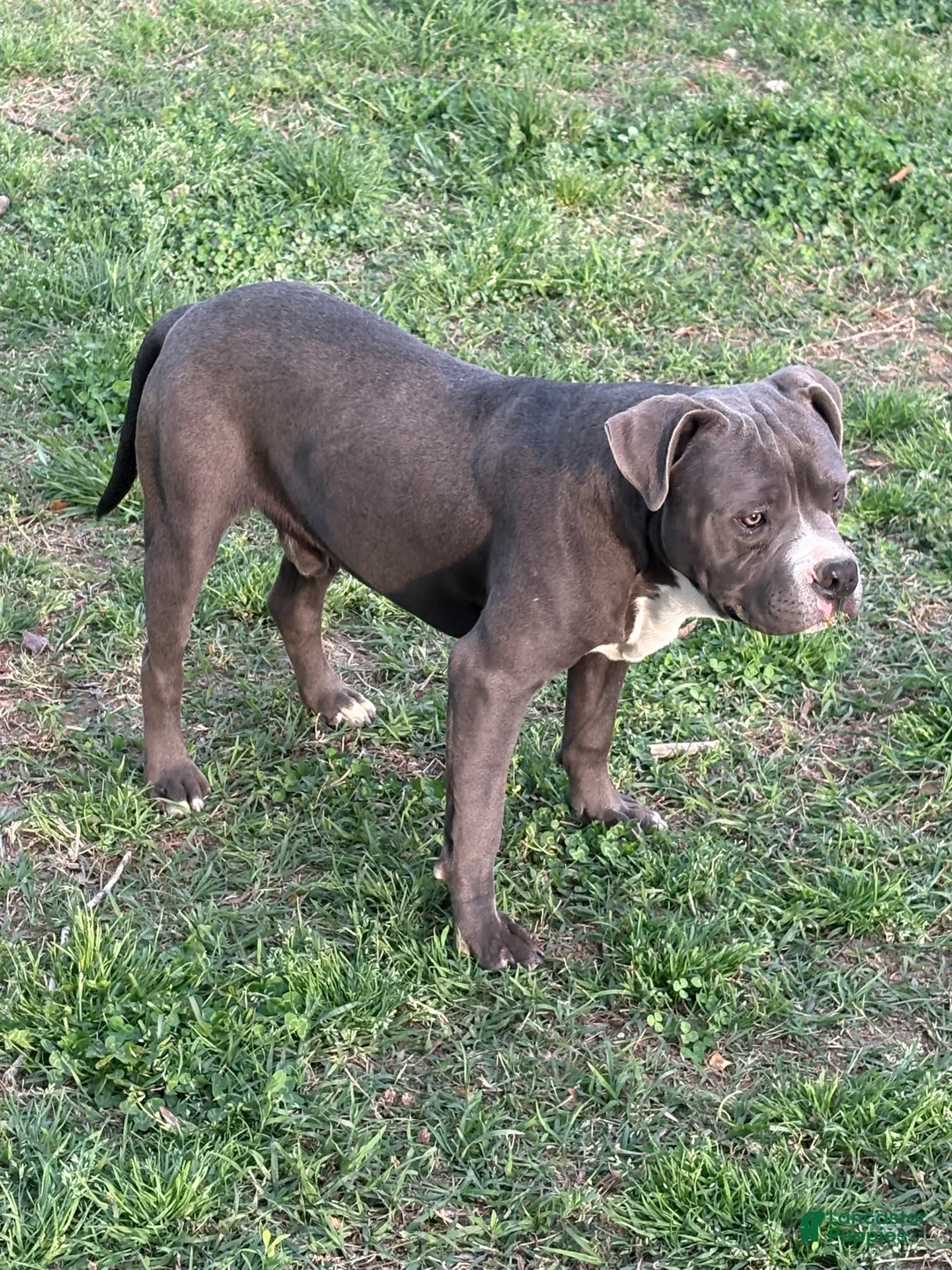 Mixed Breed dogs for sale: Bleu - Ad 1