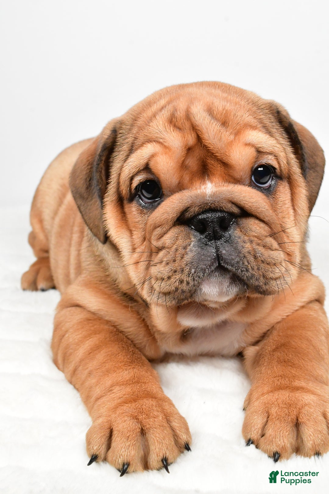 English Bulldog dogs for sale: Tiffany - Ad 4