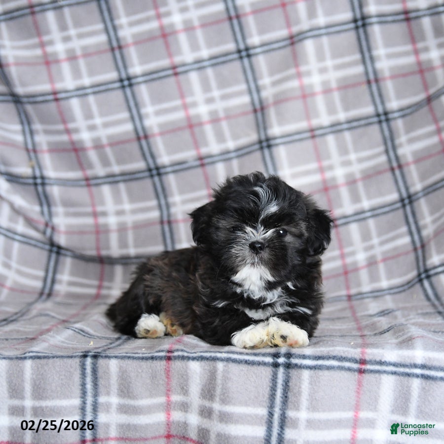 Shih Tzu dogs Smore  - Ad 2