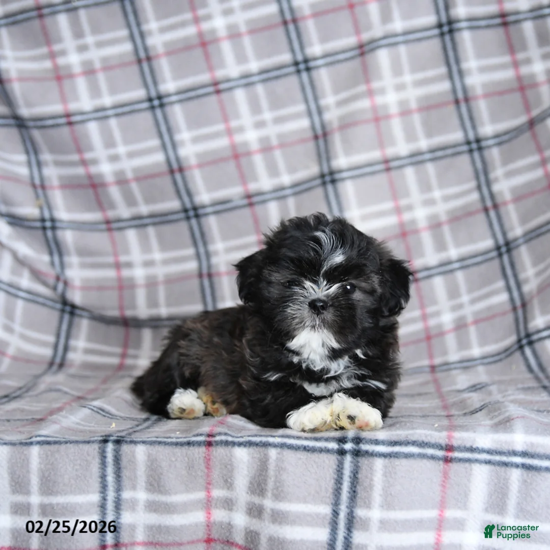 Shih Tzu dogs for sale: Smore  - Ad 2