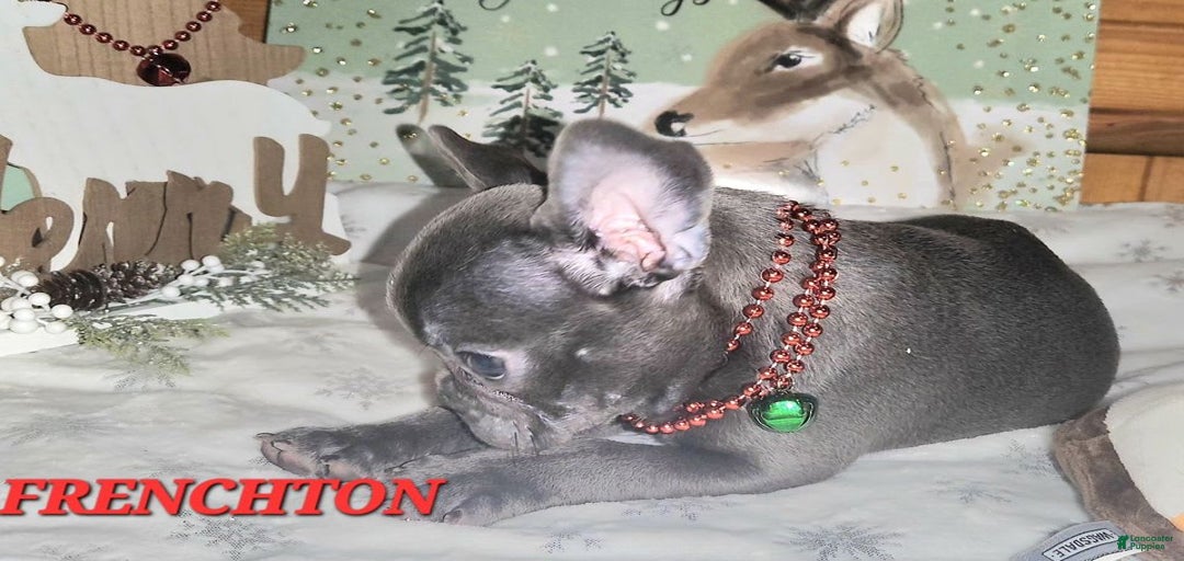 Gallery Image {{count}}