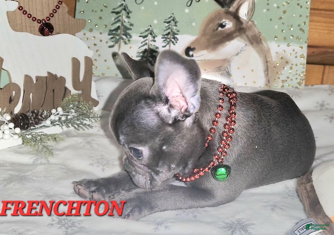 Gallery Image {{count}}