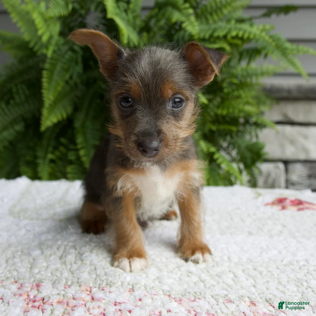 Yorkshire Terrier dogs for sale: Tinker - Ad 1