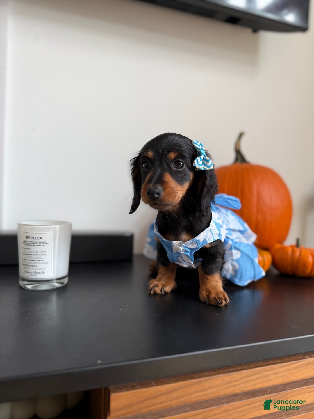 Miniature Dachshund dogs for sale: Teacup Chanel - Ad 5