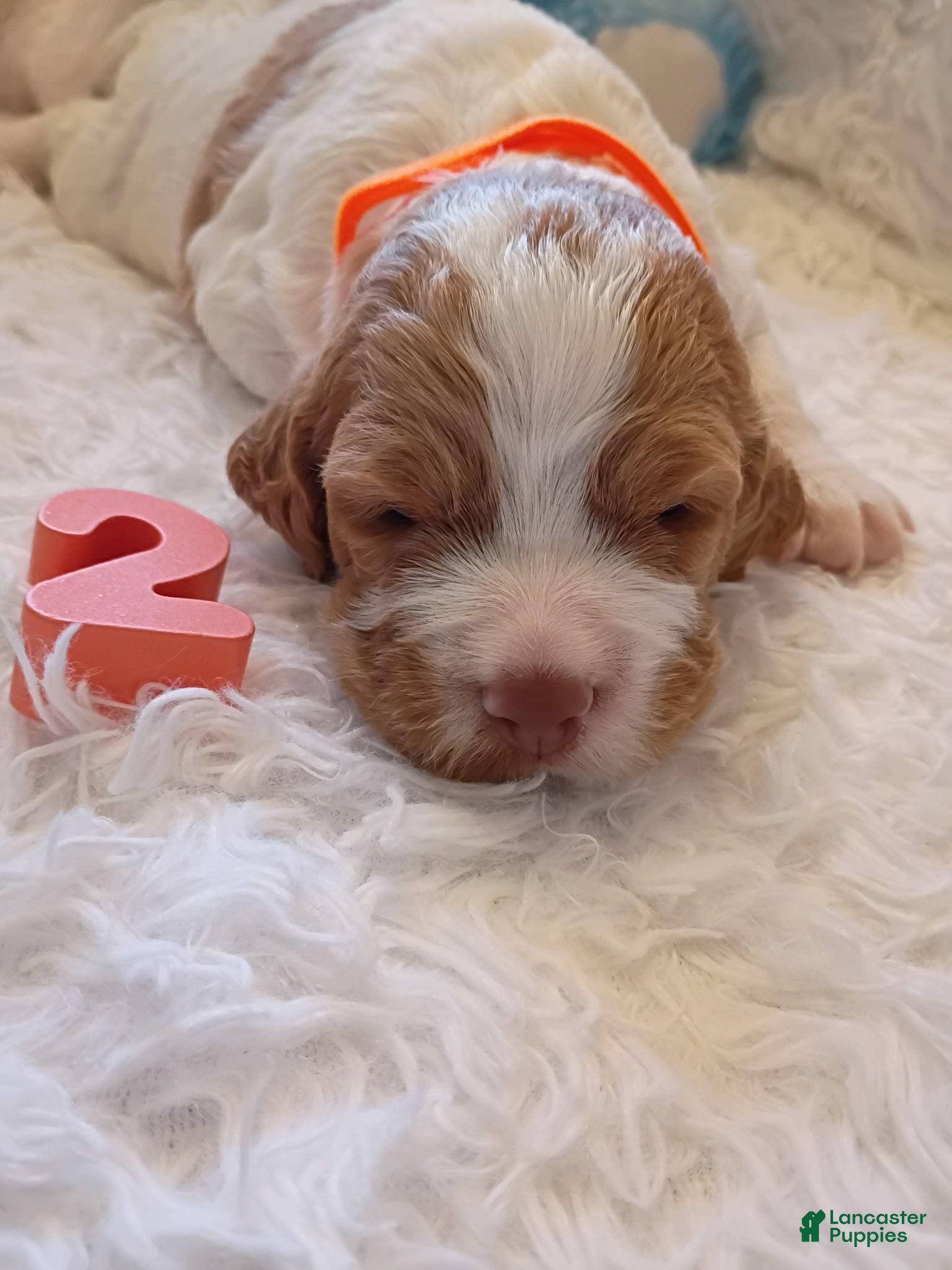 Brittany Spaniel dogs Brittany Spaniel 2 - Ad 1