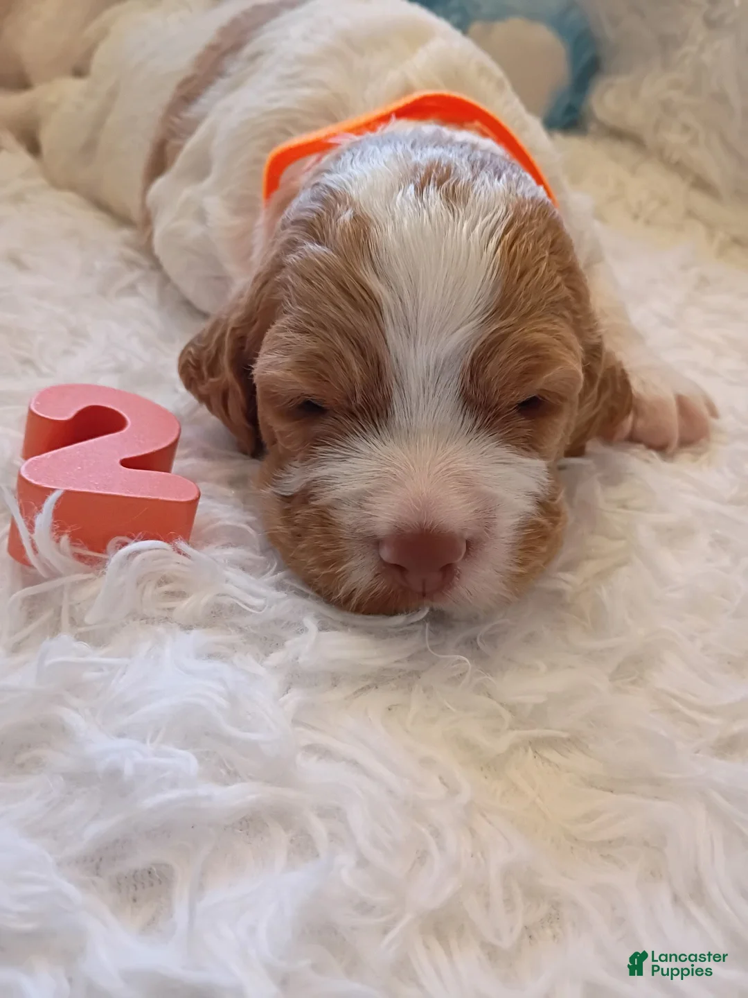 Brittany Spaniel dogs for sale: Brittany Spaniel 2 - Ad 1
