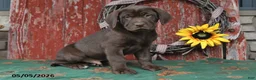 Labrador Retriever dogs for sale: Tanner - Ad 4