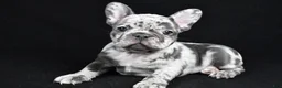 French Bulldog dogs for sale: Bella - Ad 3