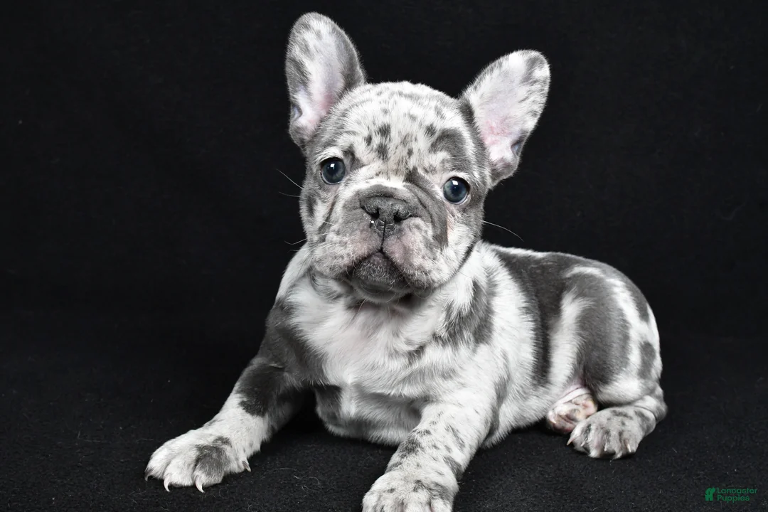 French Bulldog dogs for sale: Bella - Ad 3