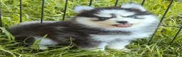 Pomsky dogs for sale: Raya - Ad 7