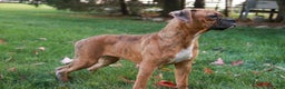 Boxer dogs for sale: Hallie - Ad 4