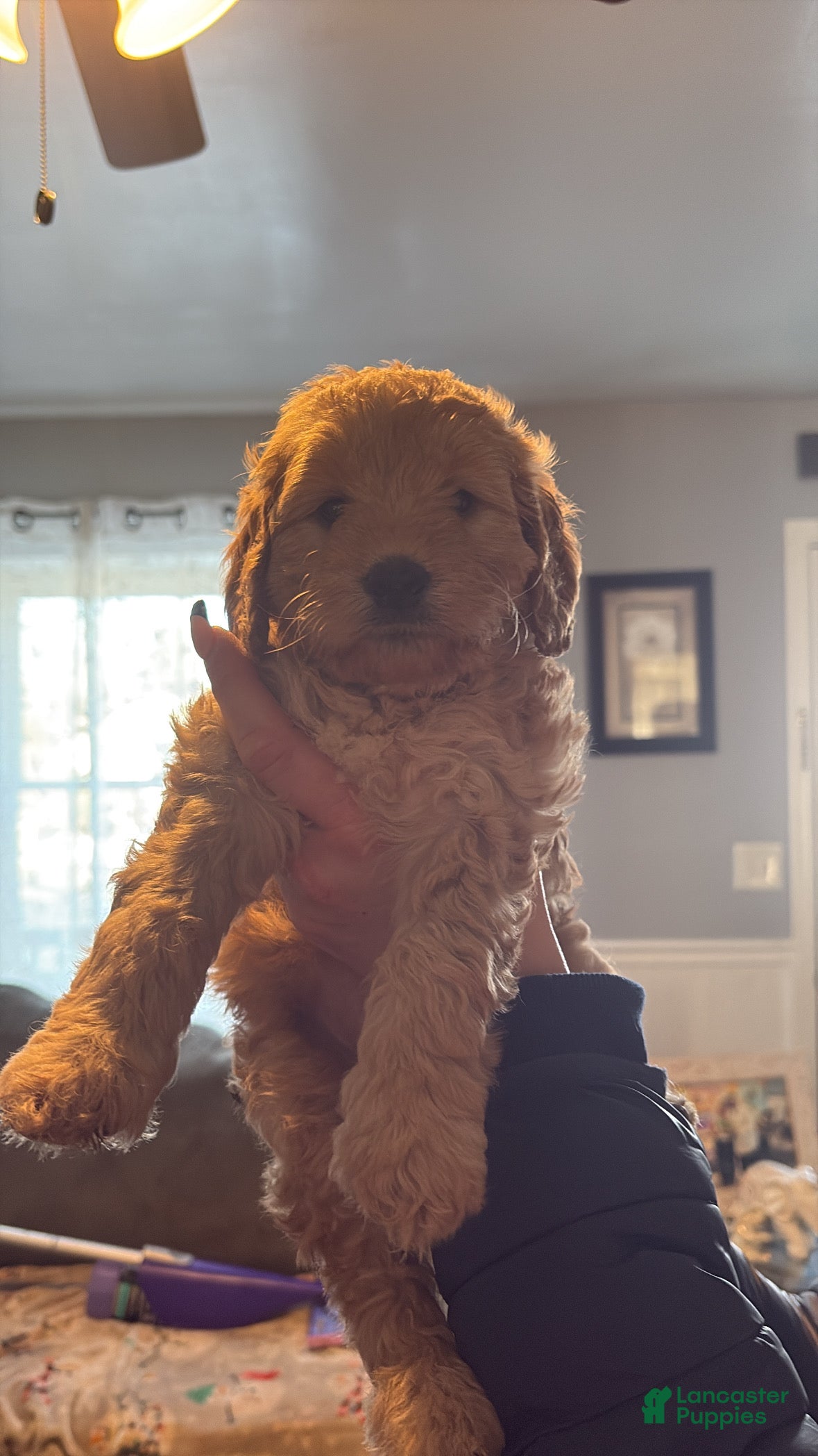 Mini Goldendoodle dogs for sale: Mini Goldendoodle Puppy 9 - Ad 4