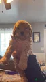 Mini Goldendoodle Puppy 9