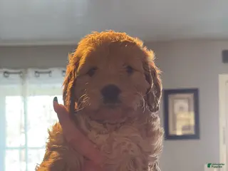 Mini Goldendoodle dogs Mini Goldendoodle Puppy 9 - Ad 37