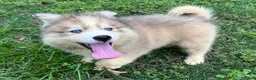 Siberian Husky dogs for sale: ROBBIE - Ad 4