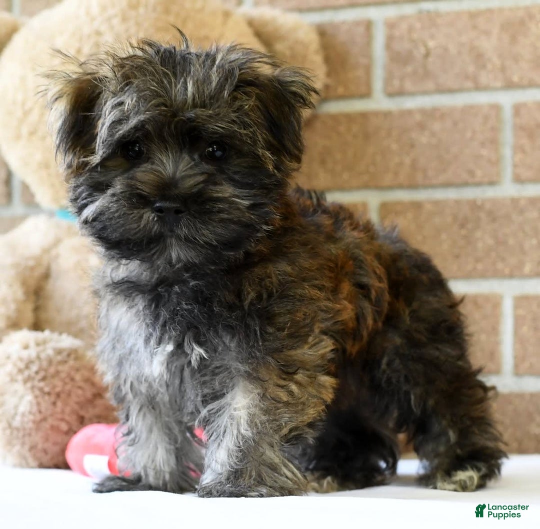 Morkie dogs for sale: Dallas - Ad 10