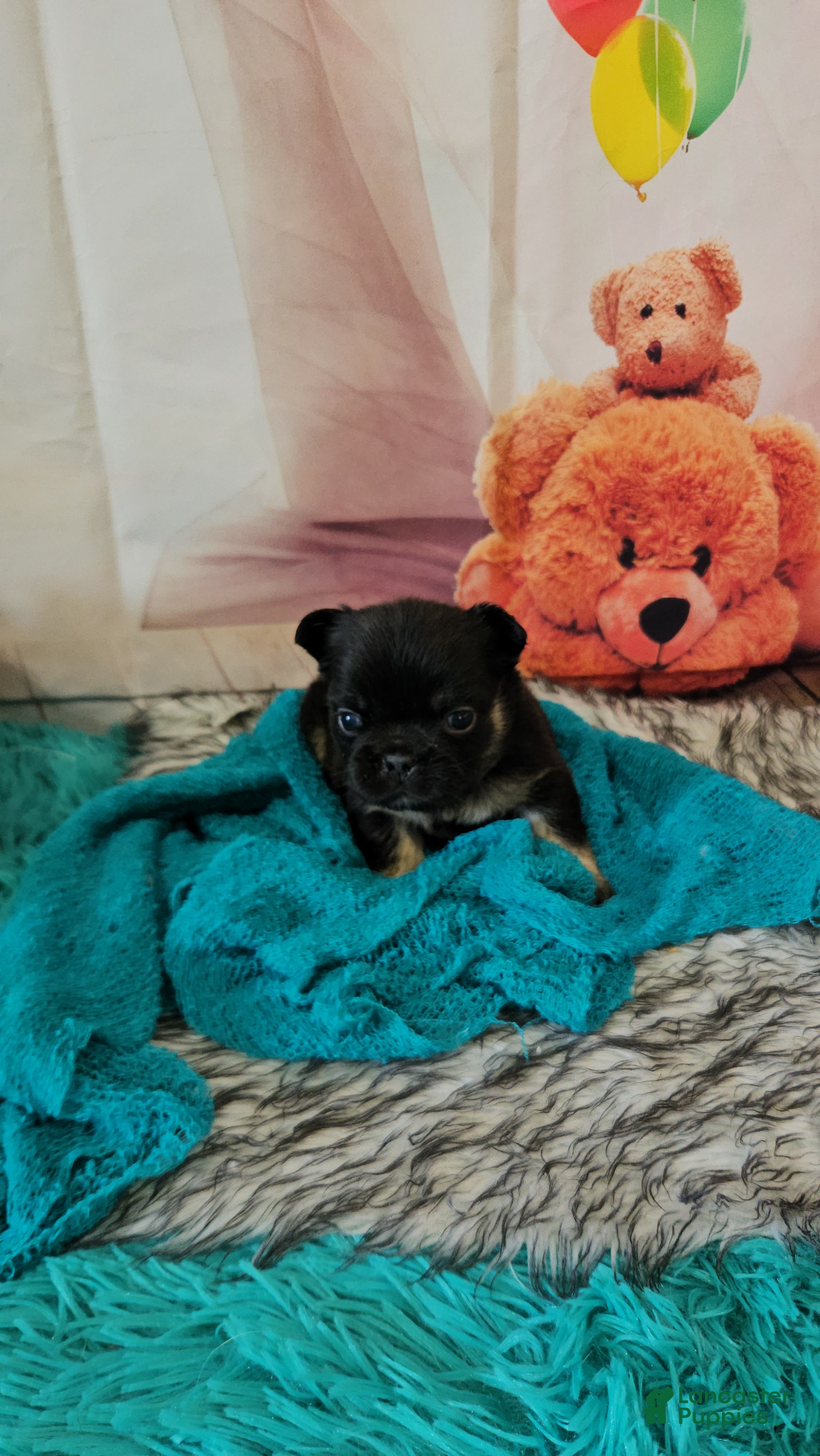 French Bulldog dogs French Bulldog Puppy 2 - Ad 2