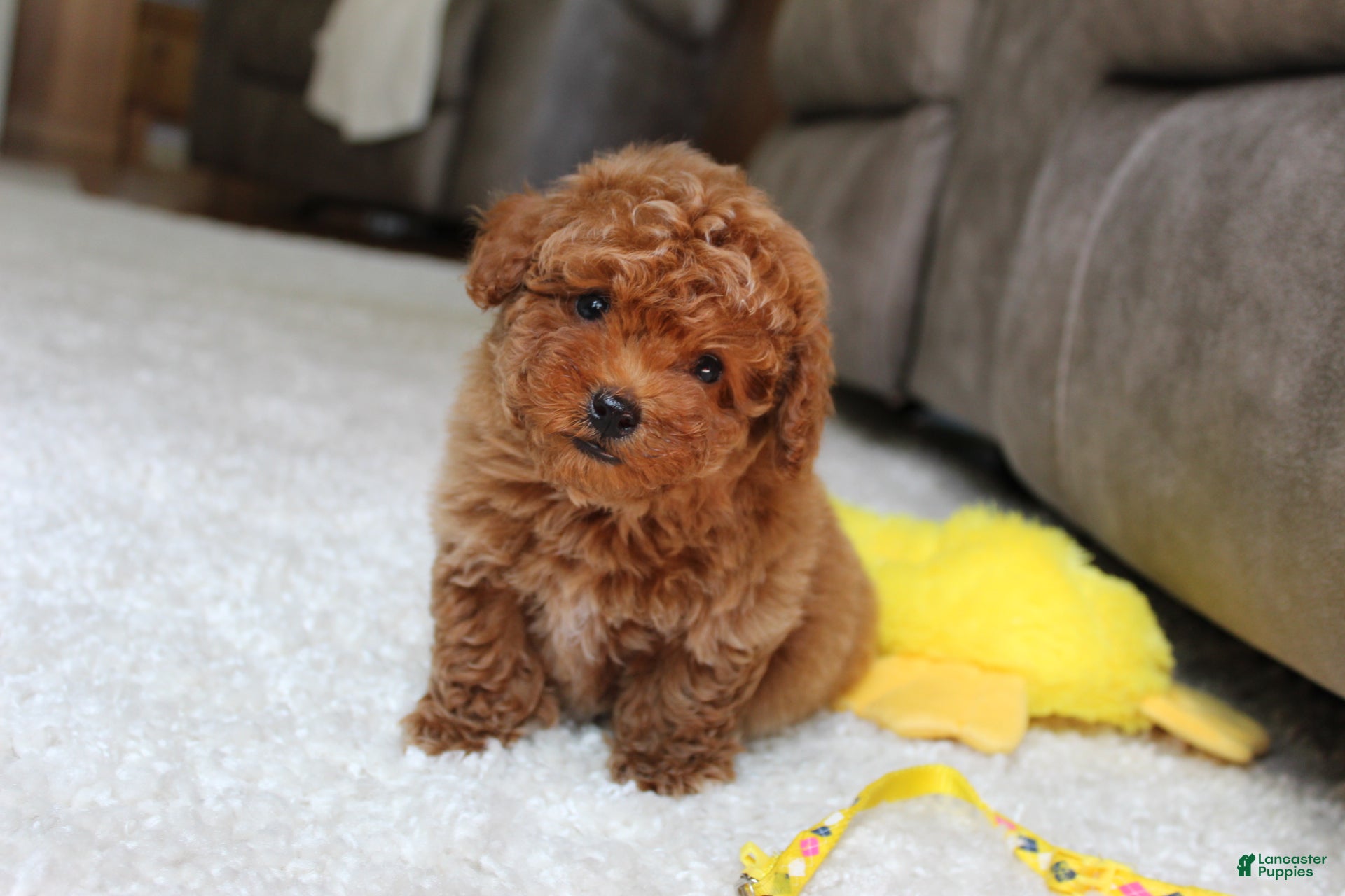 Toy Poodle dogs Tucker - Ad 2