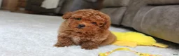 Toy Poodle dogs for sale: Tucker - Ad 2