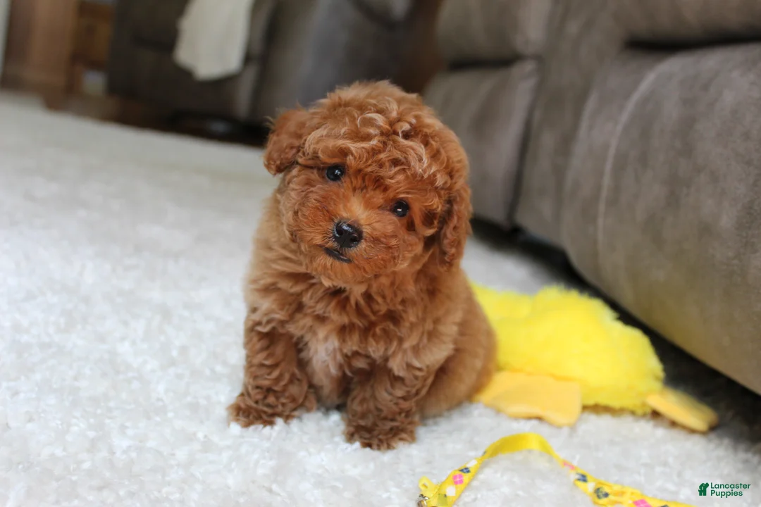 Toy Poodle dogs for sale: Tucker - Ad 2