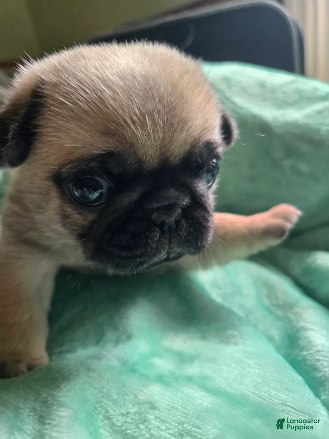 Pug dogs for sale: Pug Male 1 - Ad 1