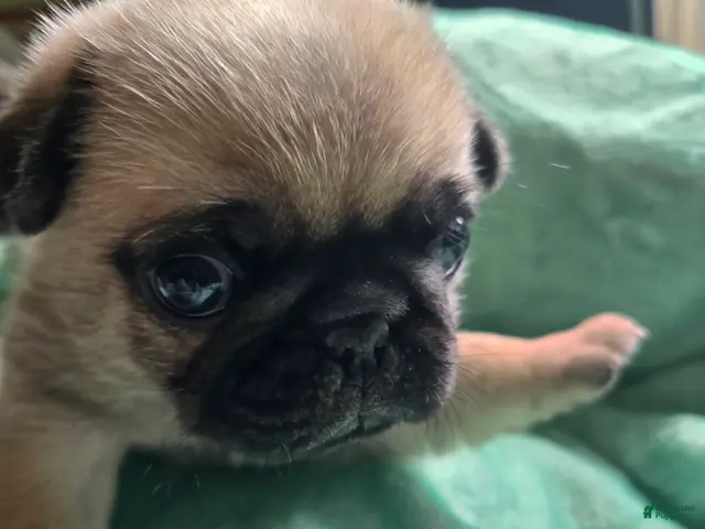 Pug dogs for sale: Pug Male 1 - Ad 1