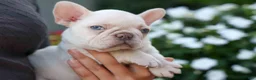 French Bulldog dogs for sale: Ronnie🐾 - Ad 7