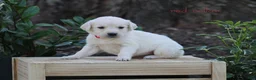 Golden Retriever dogs for sale: Golden Retriever Red Collar - Ad 2